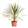 Cordyline australis 'Dazzler', im 24cm Topf, H�he 80cm, Breite 70cm