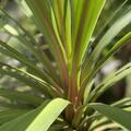 Cordyline australis 'Peko' (110 cm), Cordyline australis 'Peko' 