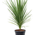 Cordyline australis 'Peko', im 30cm Topf, H�he 125cm, Breite 60cm