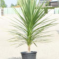 Cordyline australis 'Peko', im 30cm Topf, H�he 125cm, Breite 60cm