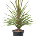 Cordyline australis 'Red Heart', im 32cm Topf, H�he 110cm, Breite 75cm