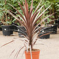 Cordyline australis 'Red Star', im 24cm Topf, H�he 85cm, Breite 65cm