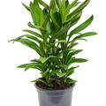 Cordyline fruticosa' Glauca', Tuff, im 19cm Topf, H�he 45cm, Breite 30cm