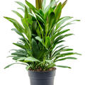 Cordyline fruticosa' Glauca', Tuff, im 24cm Topf, H�he 90cm, Breite 50cm