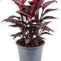 Cordyline fruticosa 'Mambo', Tuff, im 19cm Topf, H�he 50cm, Breite 30cm