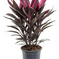 Cordyline fruticosa 'Tango', Tuff, im 19cm Topf, H�he 50cm, Breite 30cm