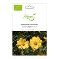 M�dchenauge, Grossblumiges