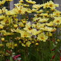 Coreopsis Full Moon