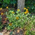 Coreopsis pubescens 'Sunshine Superman' , Coreopsis pubescens 'Sunshine Superman' 