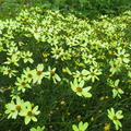 Coreopsis verticillata 'Moonbeam'