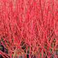 Cornus alba 'Sibirica', Hartriegel, Hinrichs, XXL Pflanzen