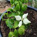 Cornus kousa 'Big Sweety', Cornus kousa 'Big Sweety'