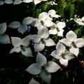 Blumenhartriegel 'Milky Way' Bl�ten, Cornus kousa 'Milky Way'