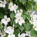 Cornus kousa chinensis China Girl