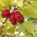 Cornus officinalis , Cornus officinalis