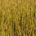 Cornus sericea 'Flaviramea', Rinde, Seidiger Hartriegel, Hinrichs, XXL Pflanzen
