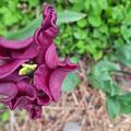 Coronet Tulpe 'Crown of Negrita', Tulipa' Crown of Negrita'
