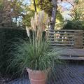Cortaderia selloana Pumila Lubera