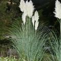 Cortaderia selloana 'Pumila', Kleines Pampasgras