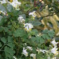 Corydalis ochroleuca