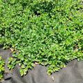 Cotoneaster dammeri 'Radicans' (12er Set), Cotoneaster dammeri radicans