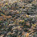 Leptinella potentillina