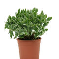 Crassula argentea, Busch, im 17cm Topf, H�he 35cm, Breite 20cm