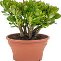 Crassula ovata, Busch, im 25cm Topf, H�he 30cm, Breite 30cm