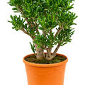 Crassula ovata 'Gollum', Busch, im 35cm Topf, H�he 70cm, Breite 45cm