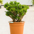 Crassula ovata 'Hobbit', Busch, im 32cm Topf, H�he 70cm, Breite 50cm