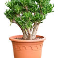 Crassula ovata 'Horn Tree', Busch, im 32cm Topf, H�he 70cm, Breite 45cm