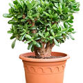 Crassula ovata 'Magical Tree', Busch, im 32cm Topf, H�he 65cm, Breite 45cm