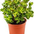 Crassula ovata 'Minor', im 17cm Topf, H�he 35cm, Breite 20cm