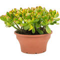 Crassula ovata 'Sunset', Busch, im 25cm Topf, H�he 40cm, Breite 30cm