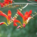Crocosmia masoniorum 'Lucifer', Blumenzwiebeln