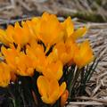 Krokus gelb, Grossblumiger Krokus 'Golden Yellow', Crocus vernus 'Golden Yellow'.