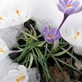 Crocus vernus 'Jeanne d'Arc', Crocus vernus 'Jeanne d'Arc'