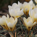Botanischer Krokus 'Cream Beauty' (korr)