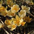Krokus 'Romance'
