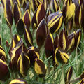 Krokus, Crocus chrysanthus Queen Bee