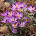 Krokus 'Barr's Purple'