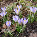 Krokus 'Elfenkrokus' 