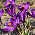 Crocus Flower Record, Krokus