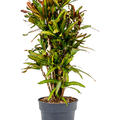 Croton (Codiaeum) variegatum 'Mammi', Verzweigt, im 27cm Topf, H�he 100cm, Breite 40cm