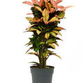 Croton (Codiaeum) variegatum 'Mrs. Iceton', Verzweigt, im 27cm Topf, H�he 95cm, Breite 40cm
