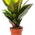 Croton (Codiaeum) variegatum 'Petra', im 17cm Topf, H�he 45cm, Breite 25cm