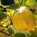 Quitte, erntereife Birnenquitte, Cydonia oblonga 'Robusta', Quittenbaum, Fr�che, Ernte