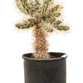 Cylindropuntia tunicata, Verzweigt, im 30cm Topf, H�he 70cm, Breite 70cm