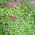 Cymbalaria muralis