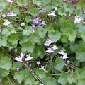 Cymbalaria muralis, Cymbalaria muralis